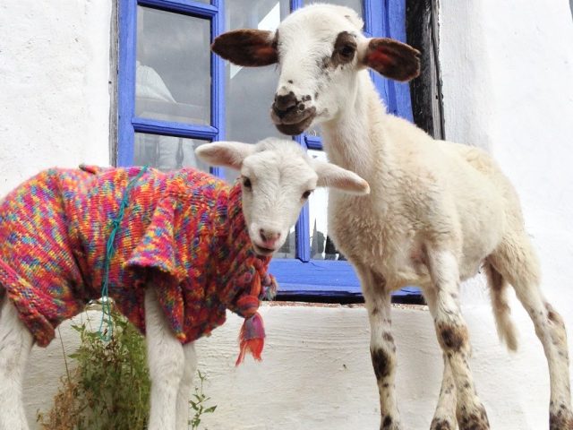 Två killingar står framför ett fönster. Den ena har en stickad, färgglad tröja på sig.